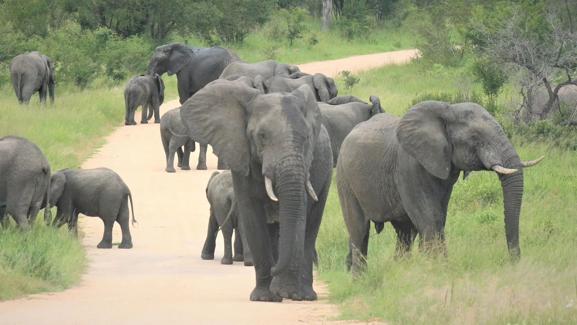 https://1001reise.net/wp-content/uploads/2024/01/Tag-2_african-elephants-4905544_1920.jpg