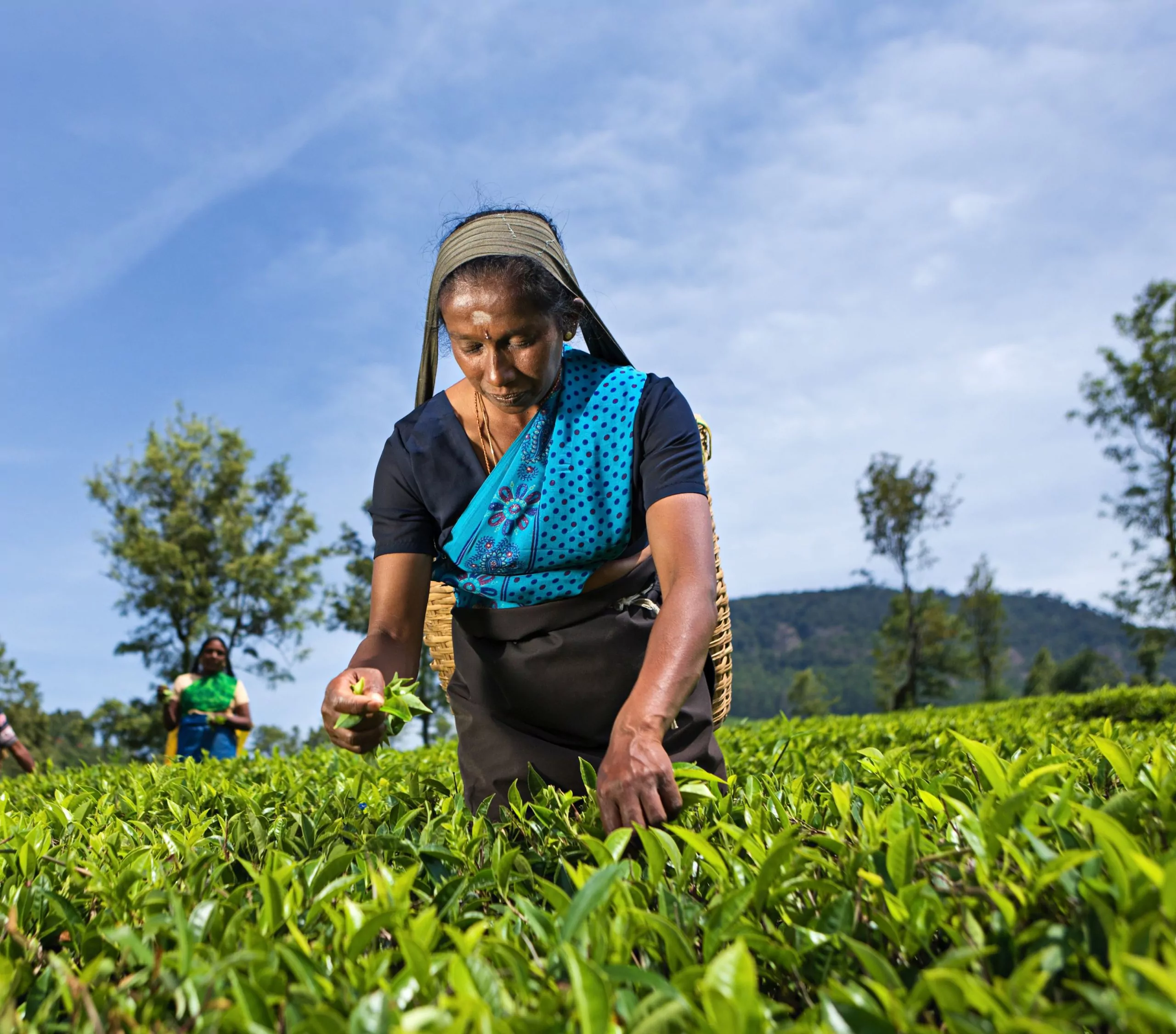 Tamil pickers plucking tea leaves on plantation