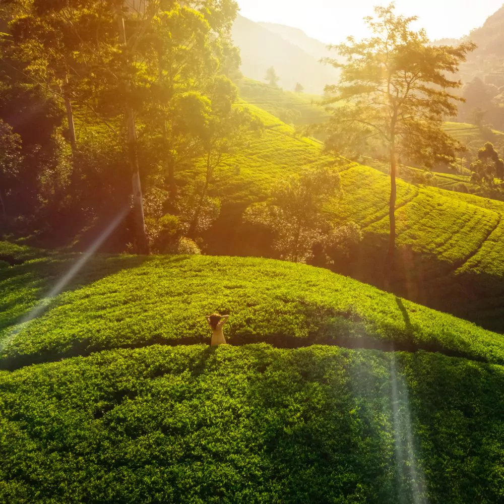 Nature's Embrace: Aerial View of a Green Tea Terrace in Sri Lanka