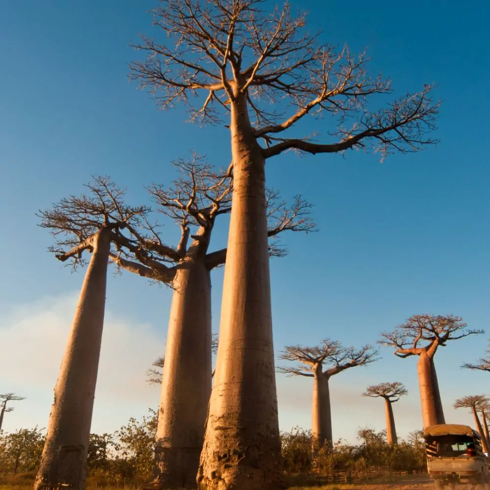 Allee des Baobabs - Morondava