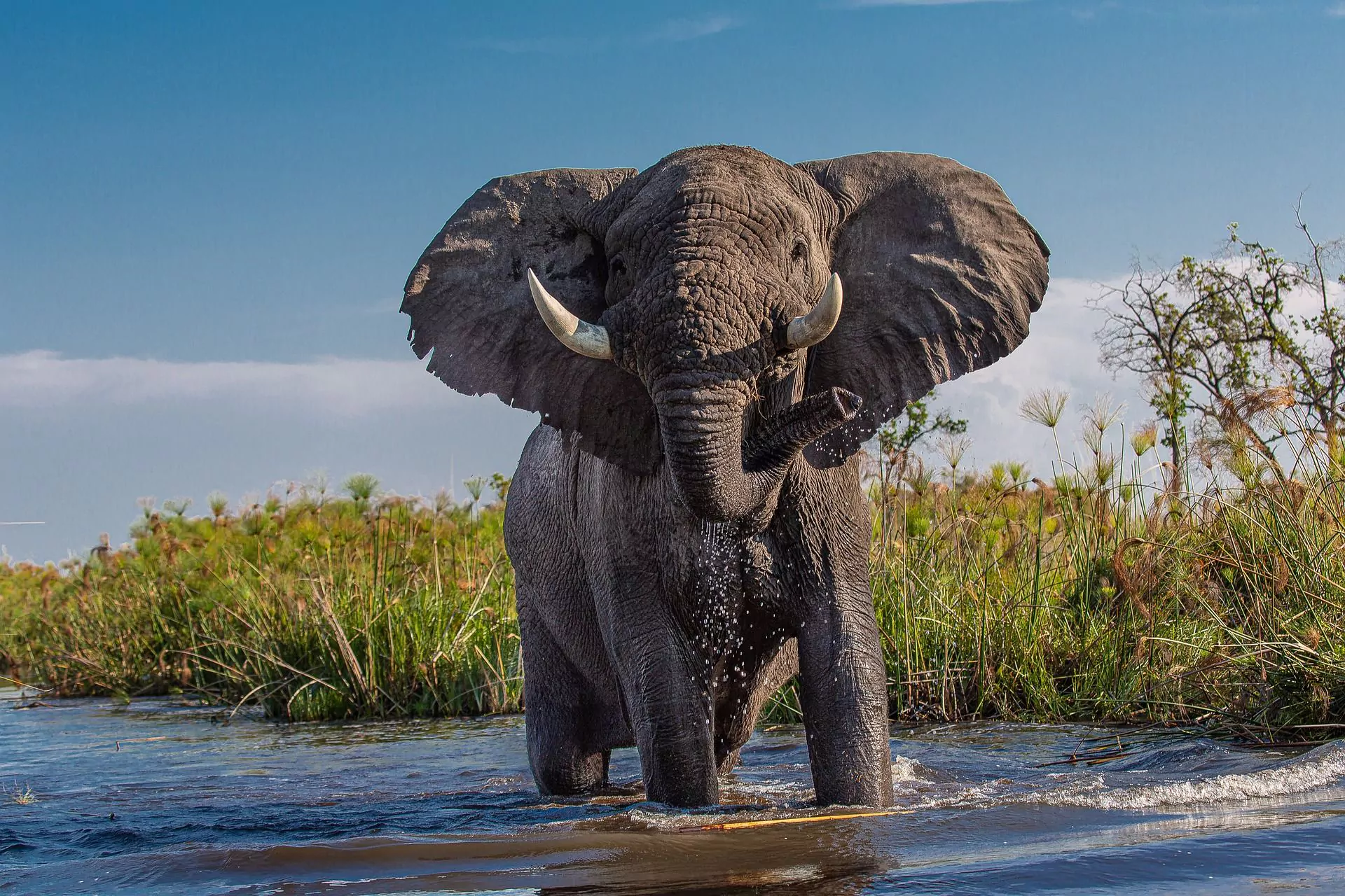 BANNER_african-elephant-4999036_1920