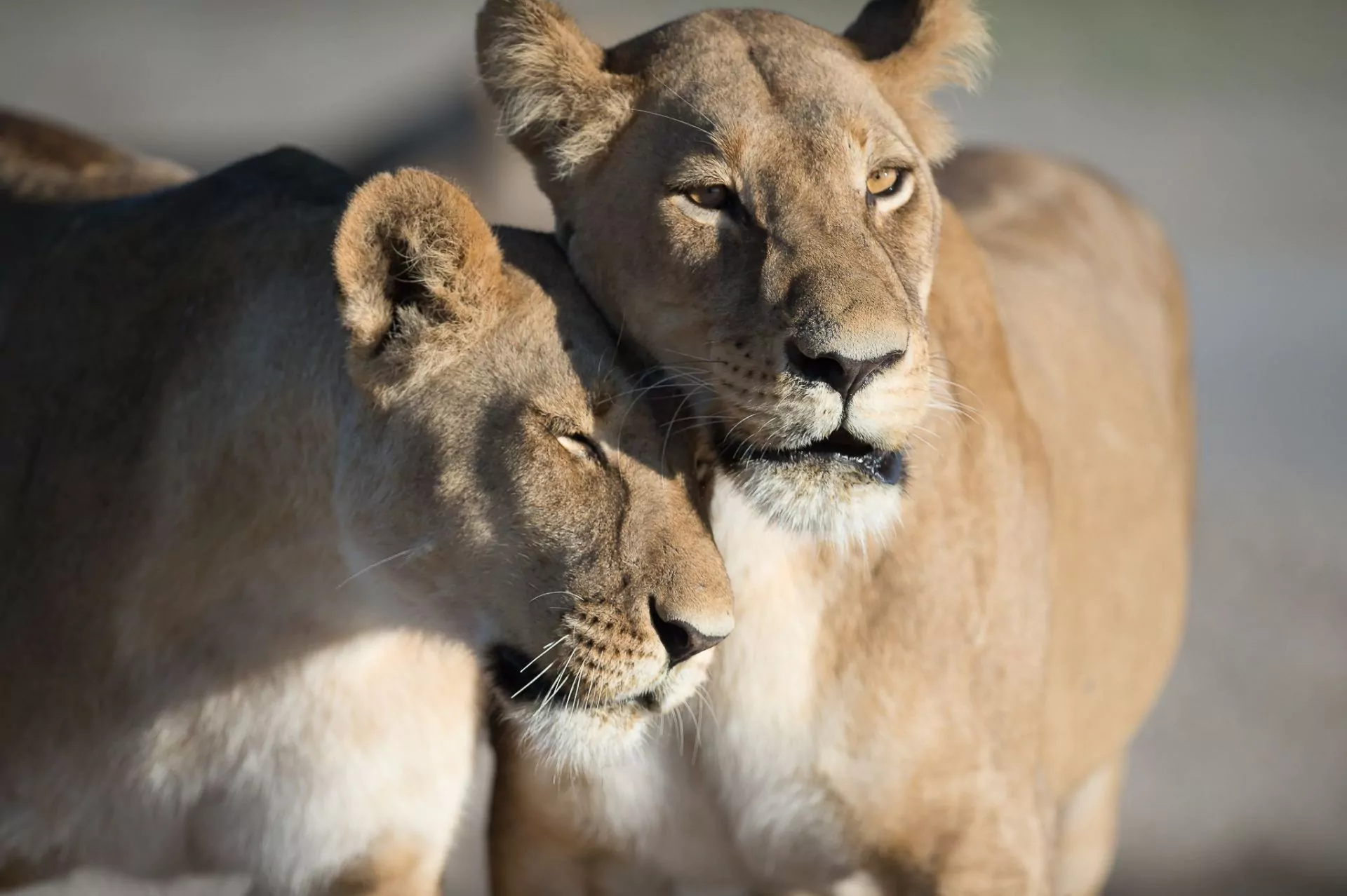 https://1001reise.net/wp-content/uploads/2024/02/FA_Sunway-Botswana-Chobe-lionesses-Bruce-Taylor-BWT_3857-1.jpg