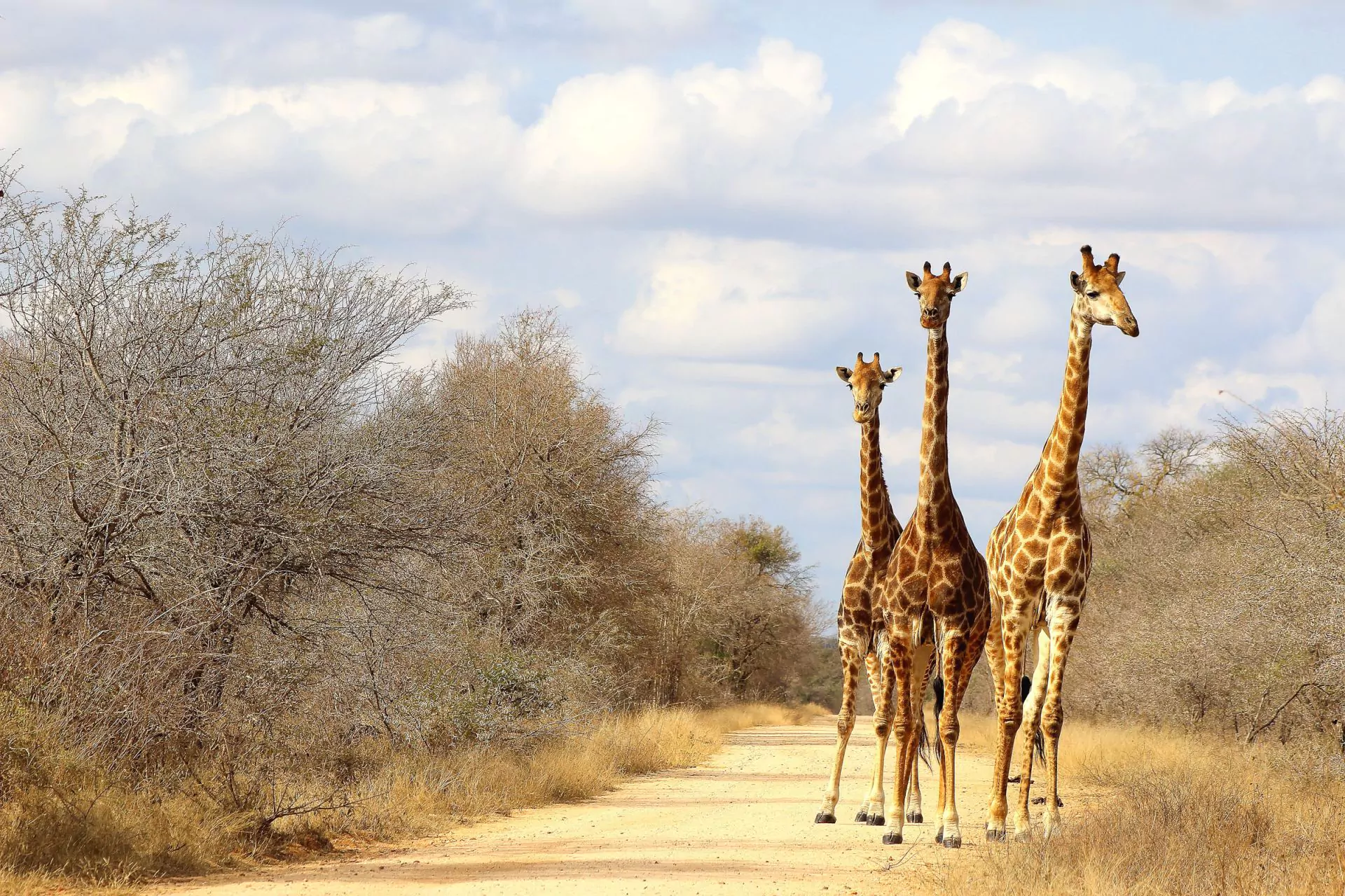 https://1001reise.net/wp-content/uploads/2024/02/FA_Sunway-South-Africa-Kruger-giraffe-Federica-Alleti.jpg