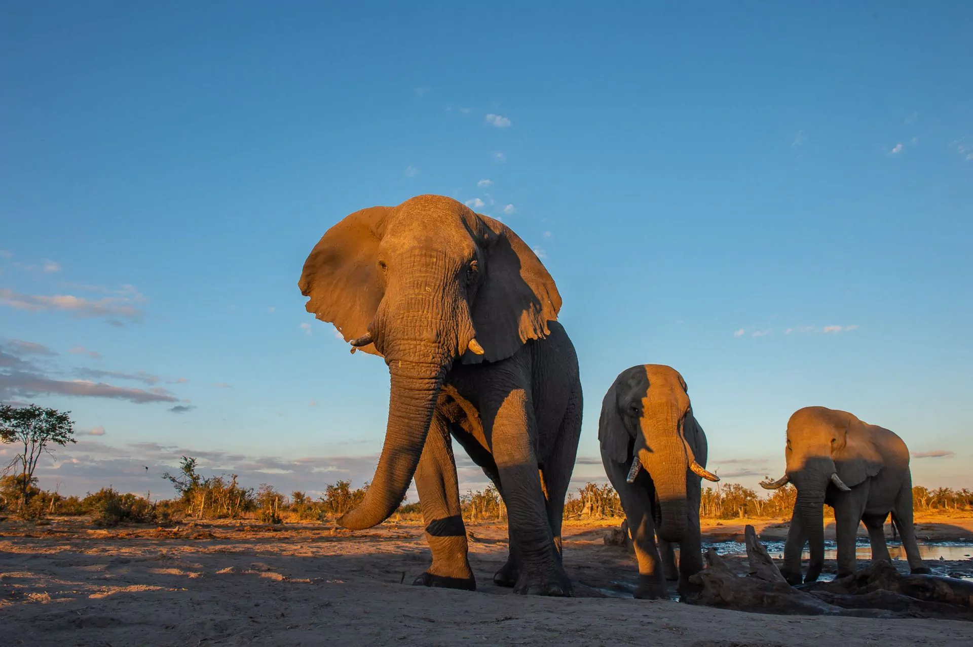 https://1001reise.net/wp-content/uploads/2024/02/Sunway-Botswana-Khwai-Private-Reserve-elephant-Bruce-Taylor-3436-1.jpg