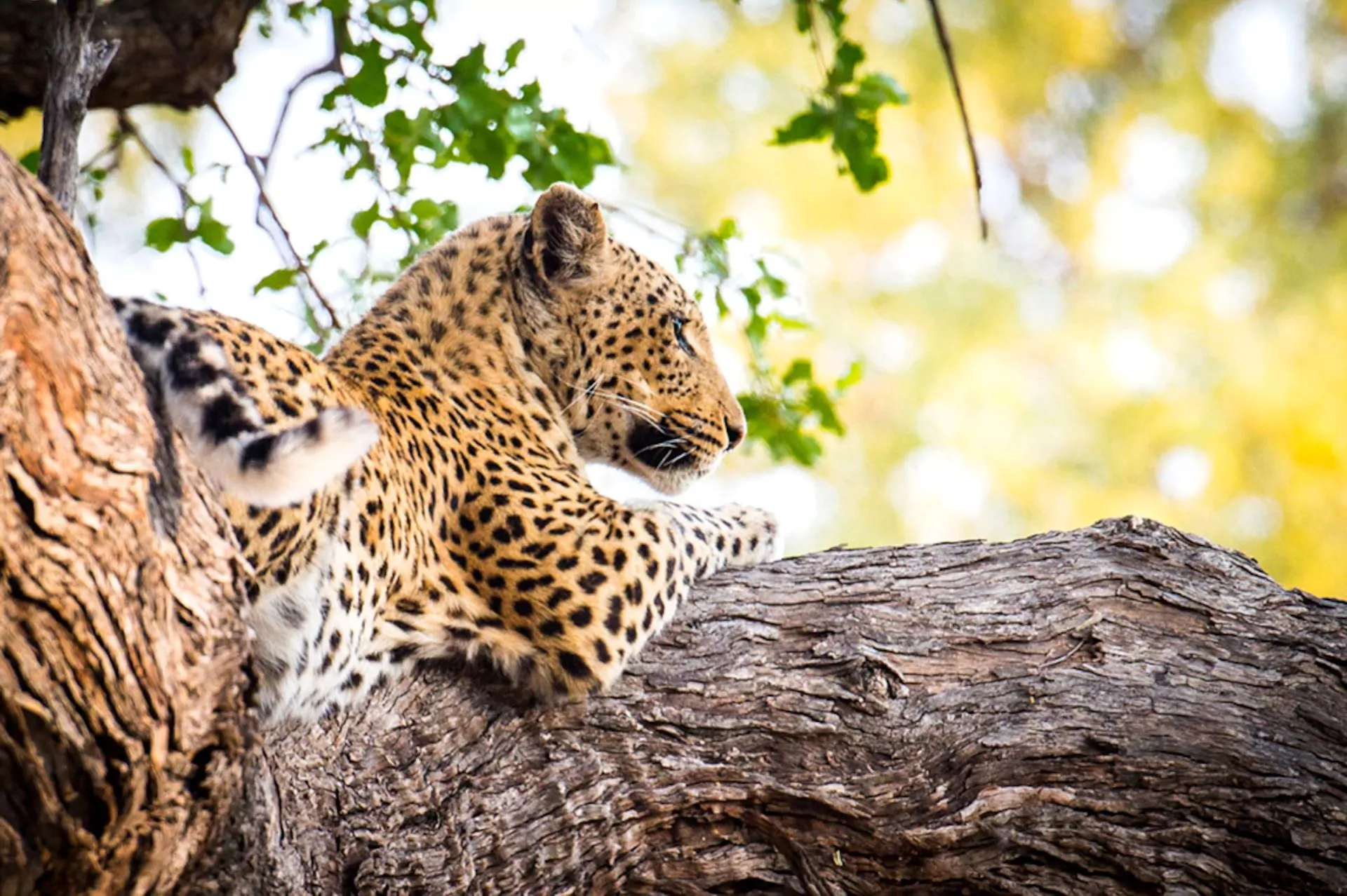 https://1001reise.net/wp-content/uploads/2024/02/Sunway-Botswana-Moremi-leopard-Gianluca-Trainito-12-12.jpg