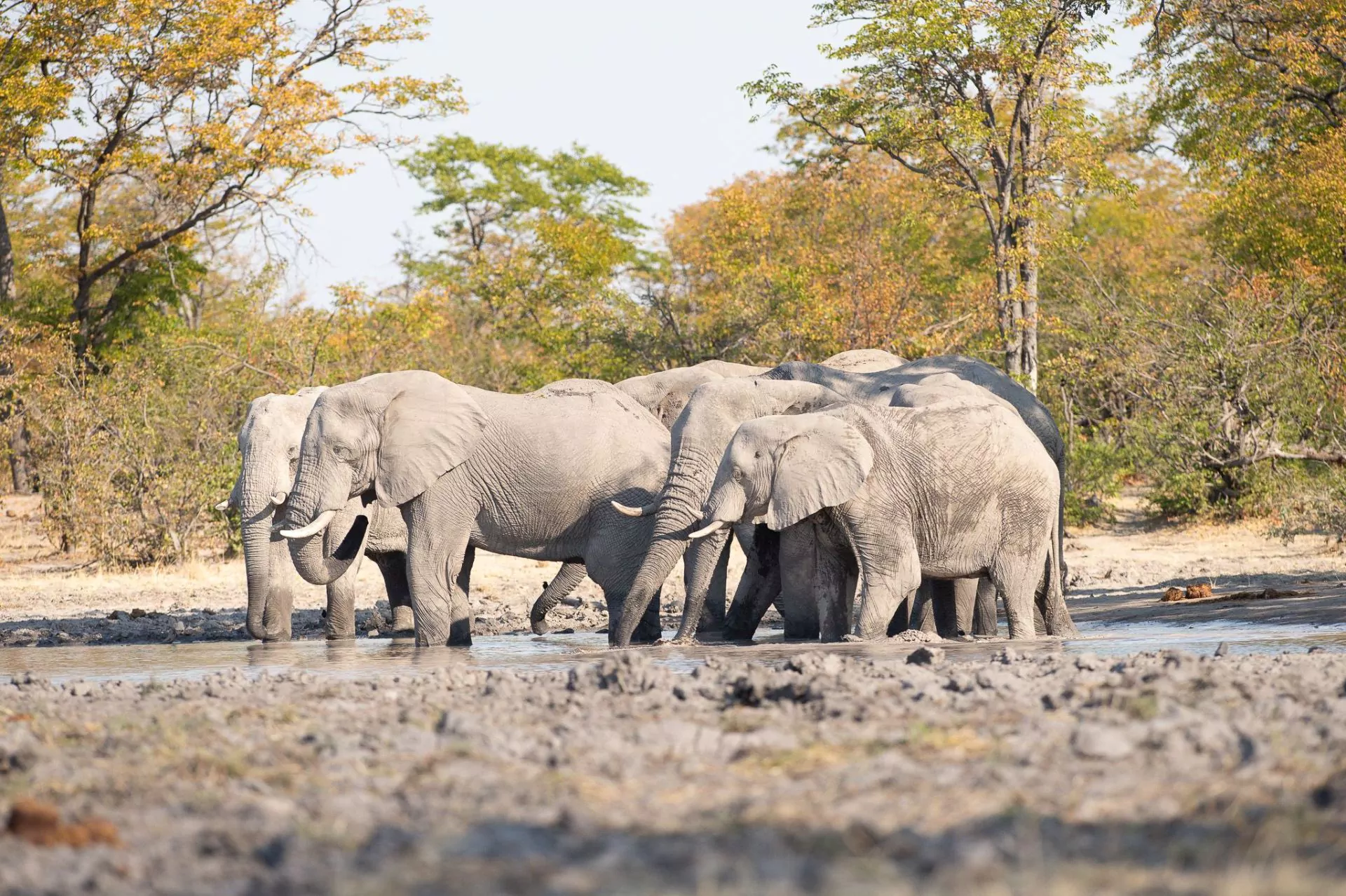 https://1001reise.net/wp-content/uploads/2024/02/Sunway-Botswana-elephant-Bruce-Taylor-6841.jpg