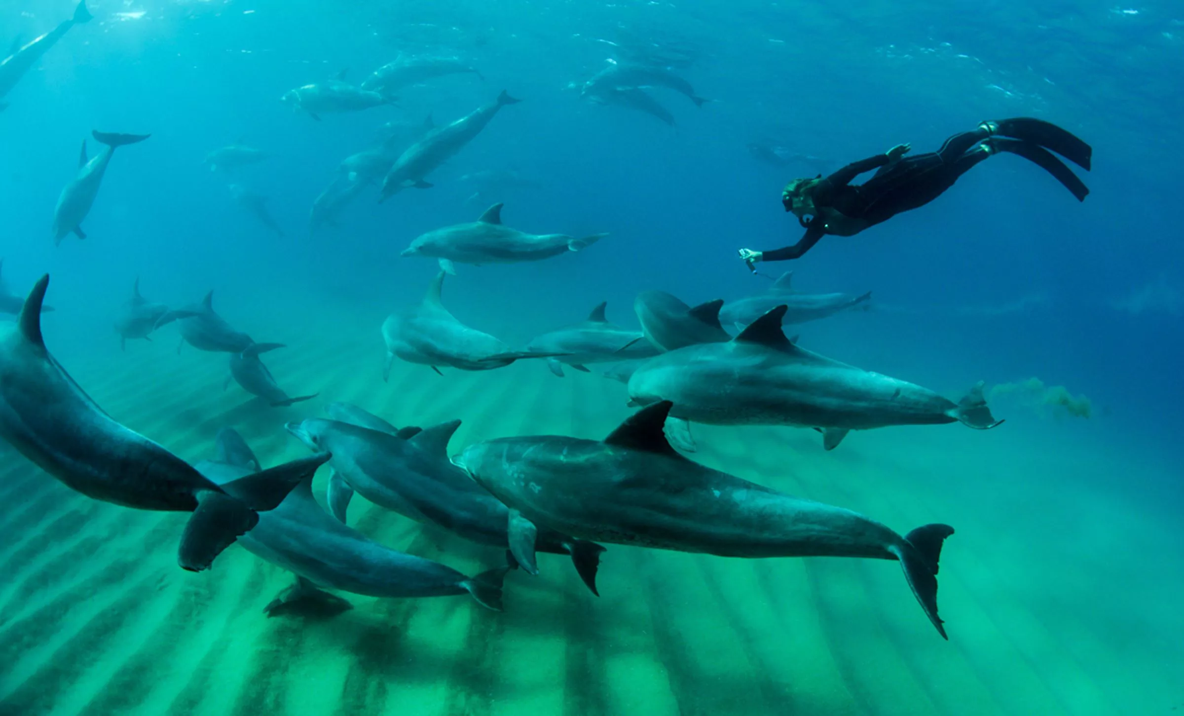 Sunway Mozambique Ponta Dolphin Encounters-006
