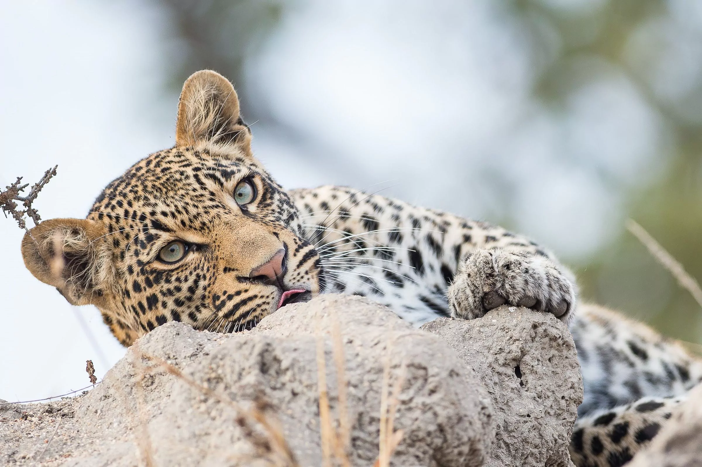 Sunway South Africa Kruger NP leopard Bruce Taylor-