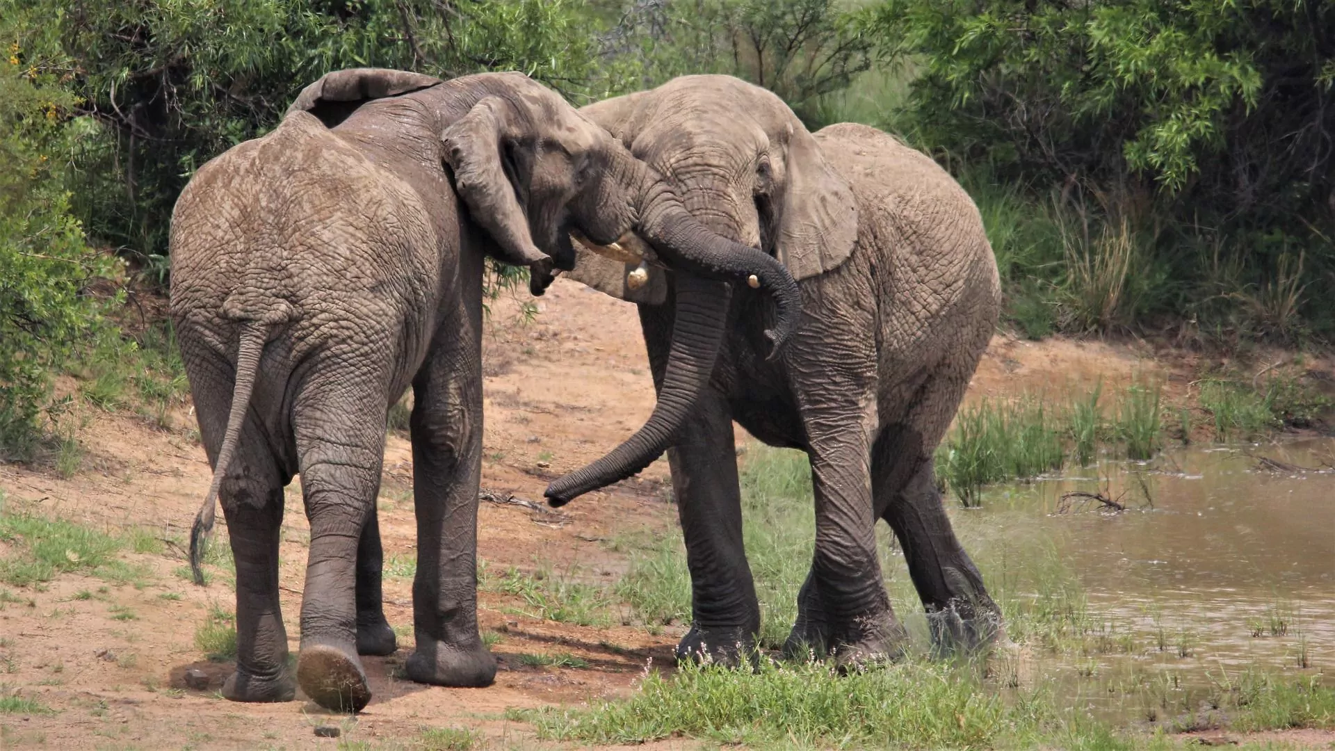 https://1001reise.net/wp-content/uploads/2024/02/african-elephants-4955853_1920.jpg