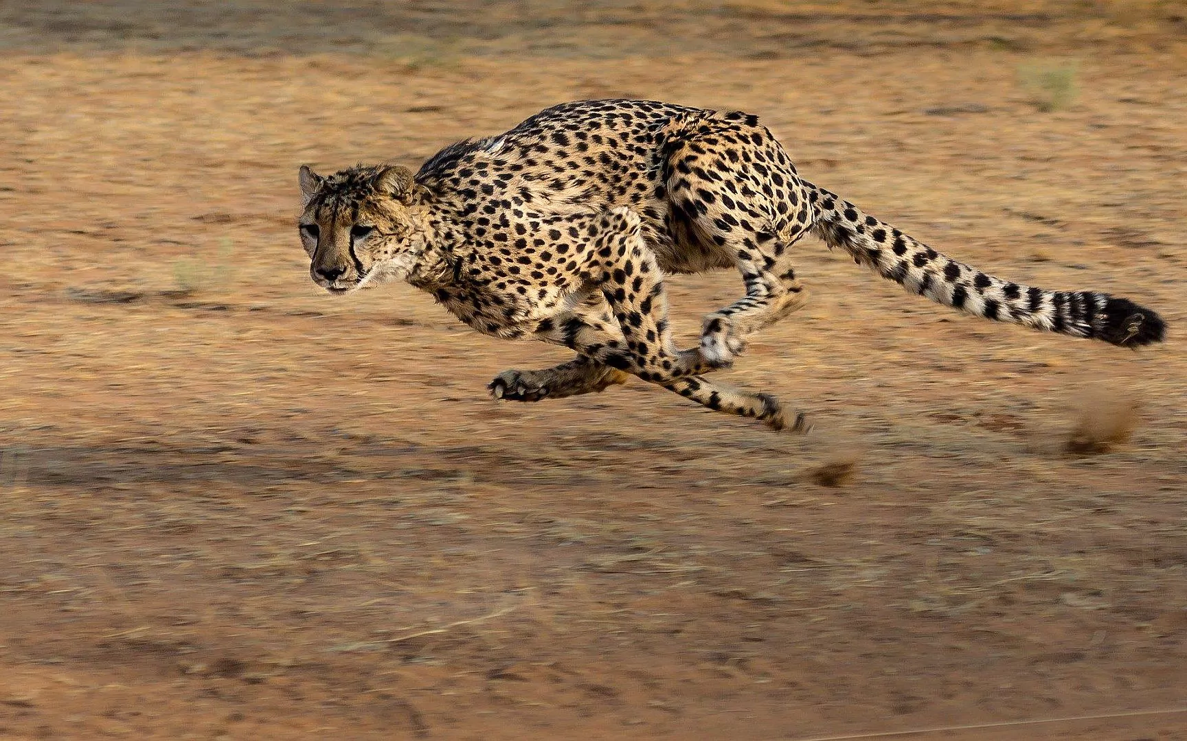 cheetah-2859581_1920