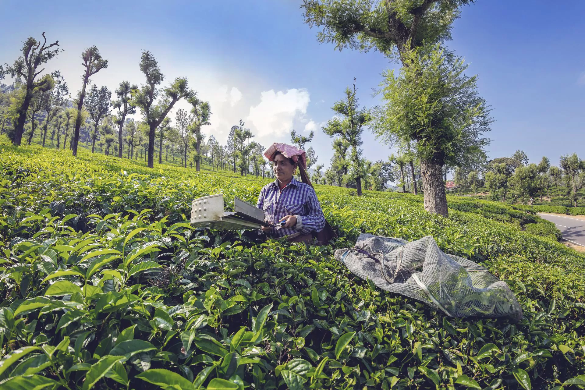 https://1001reise.net/wp-content/uploads/2024/06/Banner_Valparai-Coimbatore-Tamil-Nadu-Tea-Garden_390A5663.jpg