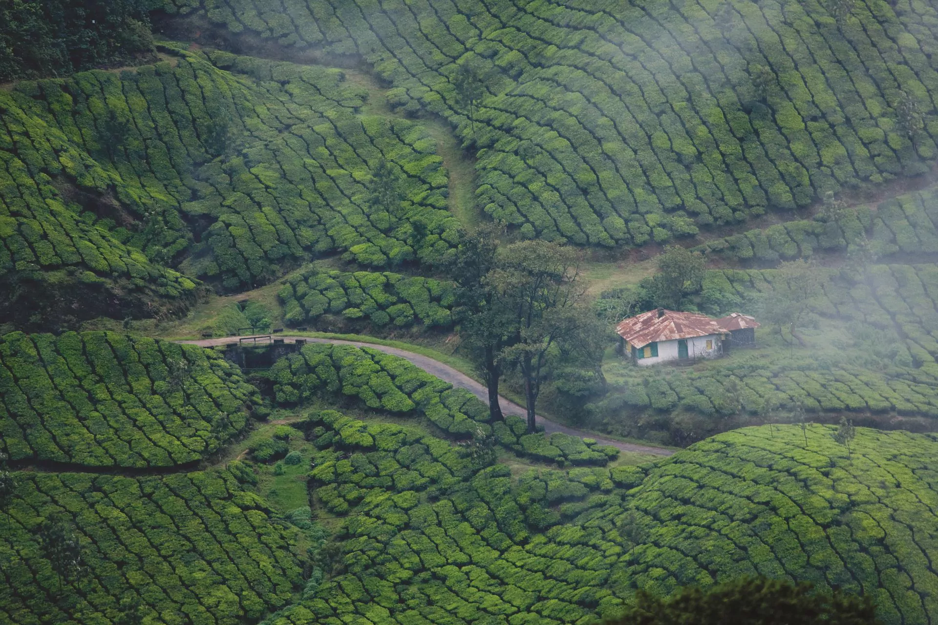 https://1001reise.net/wp-content/uploads/2024/06/FA5_munnar-4769654_1920-1.jpg